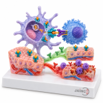 Hla Disease Association and Transplantation Model